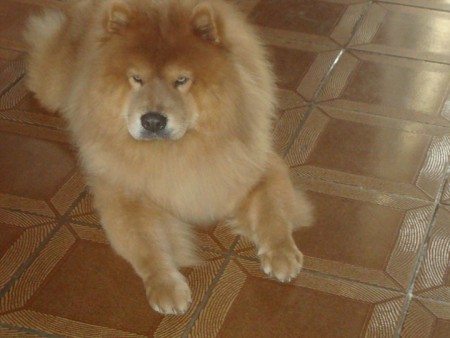 Bud Chow Chow