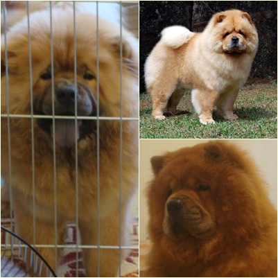 Campeão inicial e filhote Alvin Bud Chows-  Pai: Mi Pao Red Comet; Mãe : Shambala Shakira.