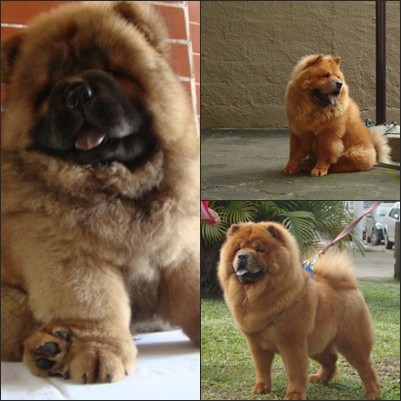 Luke Bud Chow's - Mãe: Shambala Shakira / Pai: Shambala Sham Avatar. Proprietária: Cristiane de Souza.